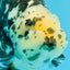SPECIAL Chinese Ink Ranchu Male 5.5 inches #041026RC_21