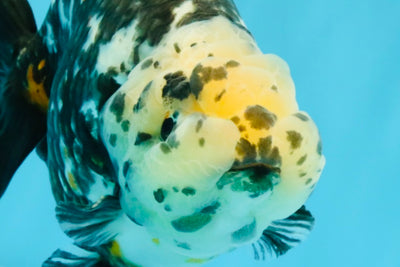 SPECIAL Chinese Ink Ranchu Male 5.5 inches #041026RC_21