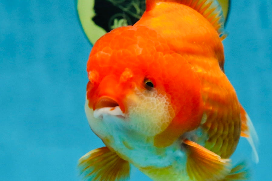 CHUBBY AAA Grade Red White Yuanbao Male 4.5 inches #121225YB_01