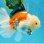 PUPPY A Grade Tricolor Oranda Female 7 inches #040326OR_07