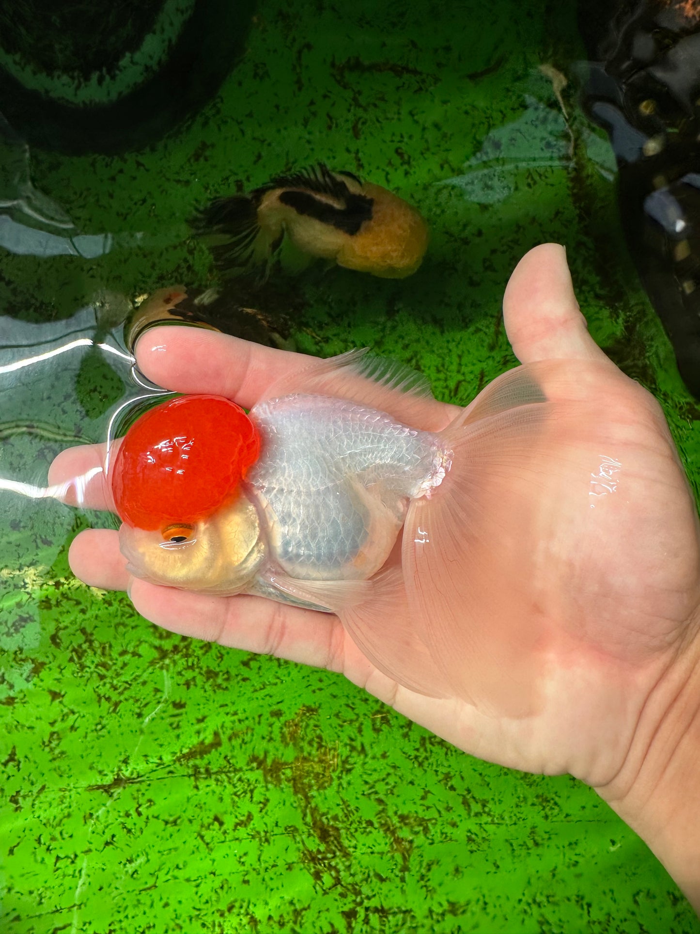 Red Cap Oranda Male 4.5 inches #0927OR_22