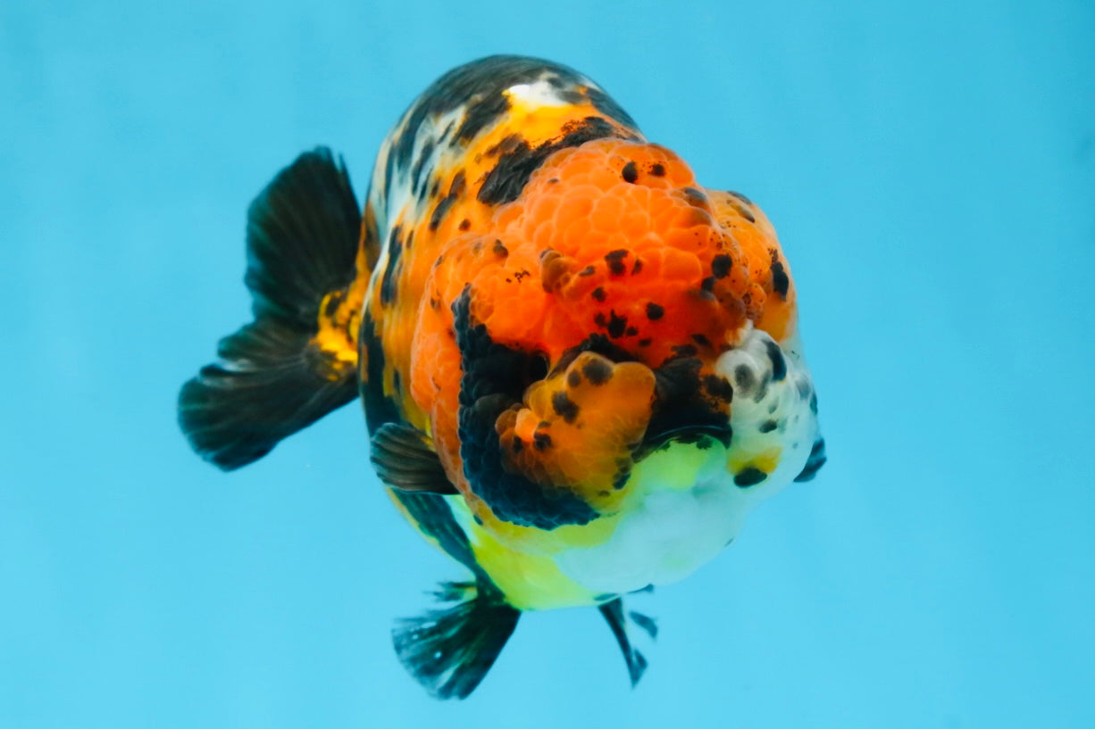 UNIQUE AAA Grade Chinese Red Head Ranchu Female 4.5-5 inches #101725RC_19