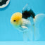 Panda Lemonhead Button Eyes Oranda Male 4.5-5 inches #0830OR_27