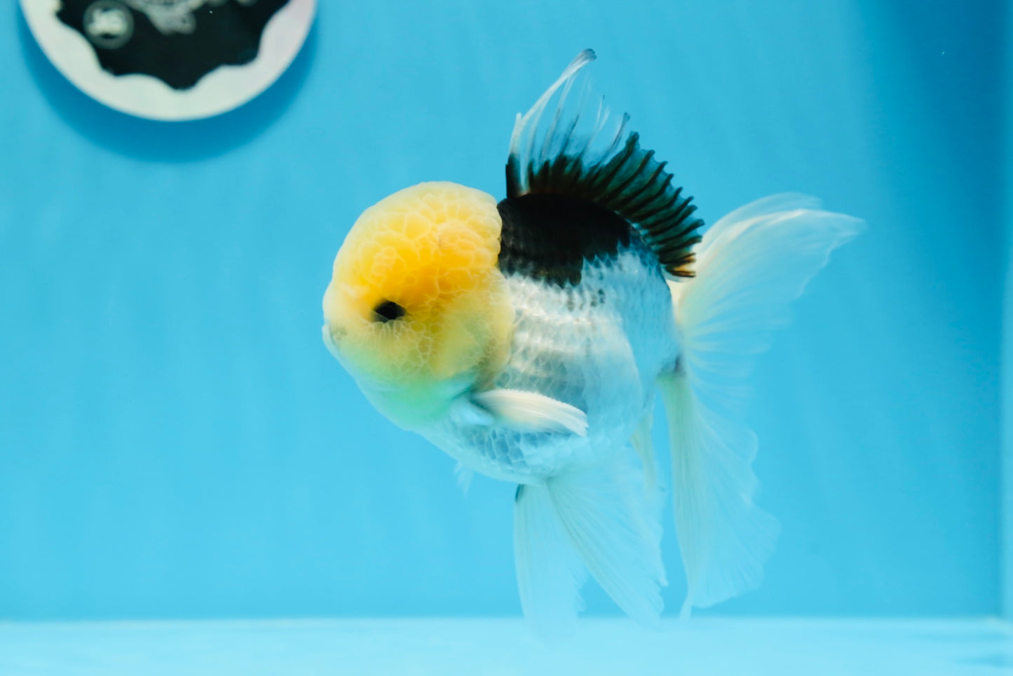 Panda Lemonhead Button Eyes Oranda Male 4.5-5 inches #0830OR_27