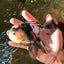 A Grade Fluffy Head Panda Oranda Male 5 inches #110824OR_13