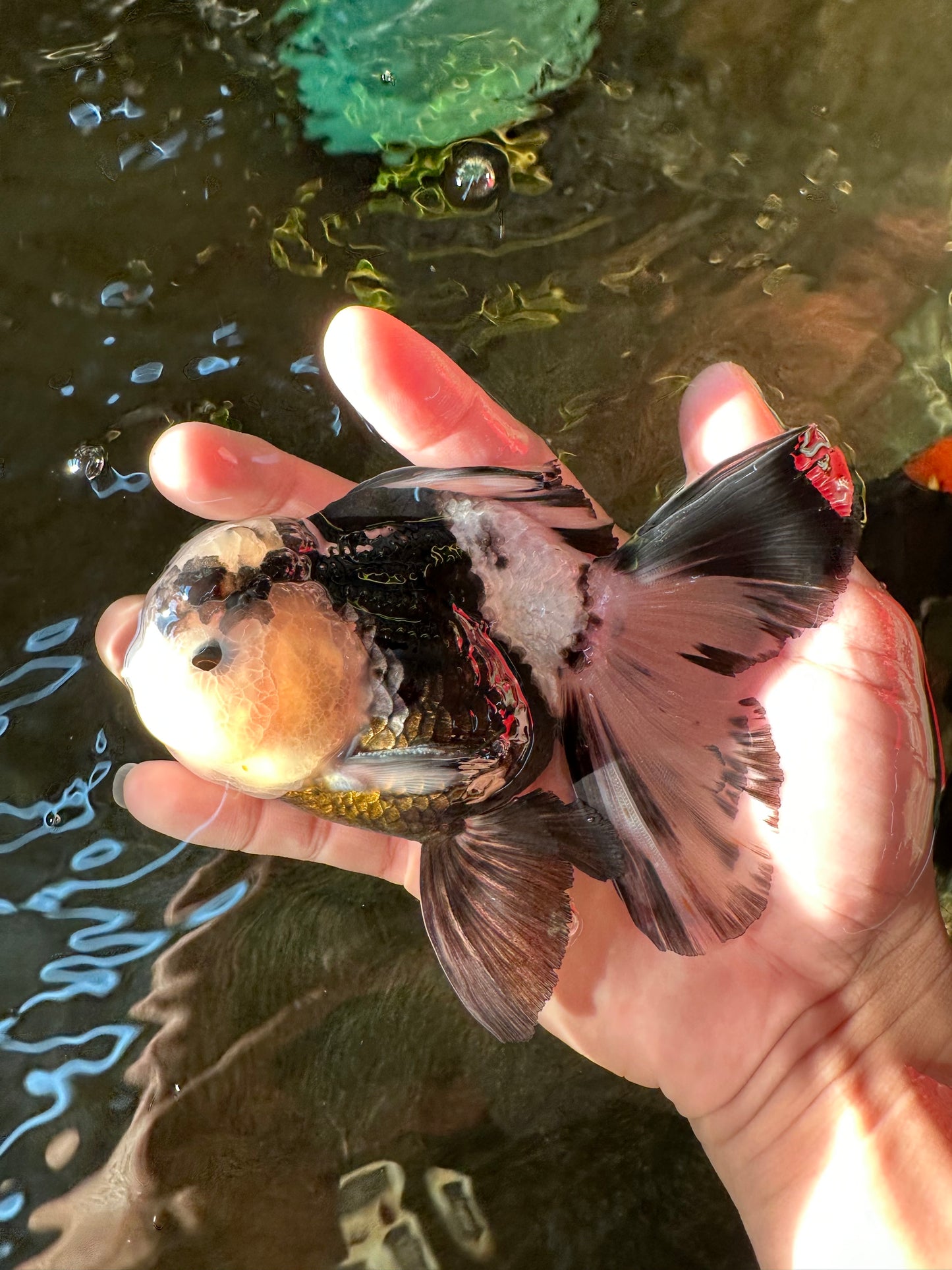 A Grade Fluffy Head Panda Oranda Male 5 inches #110824OR_13