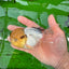 A Grade Lemonhead Oranda Male 5 inches #0830OR_22