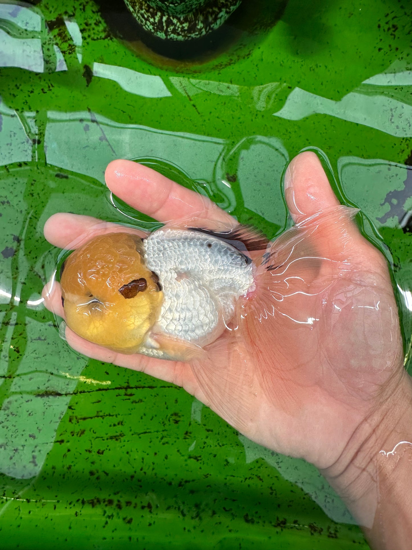 A Grade Lemonhead Oranda Male 5 inches #0830OR_22