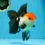 Tricolor Oranda Female 5.5 inches #100325OR_14