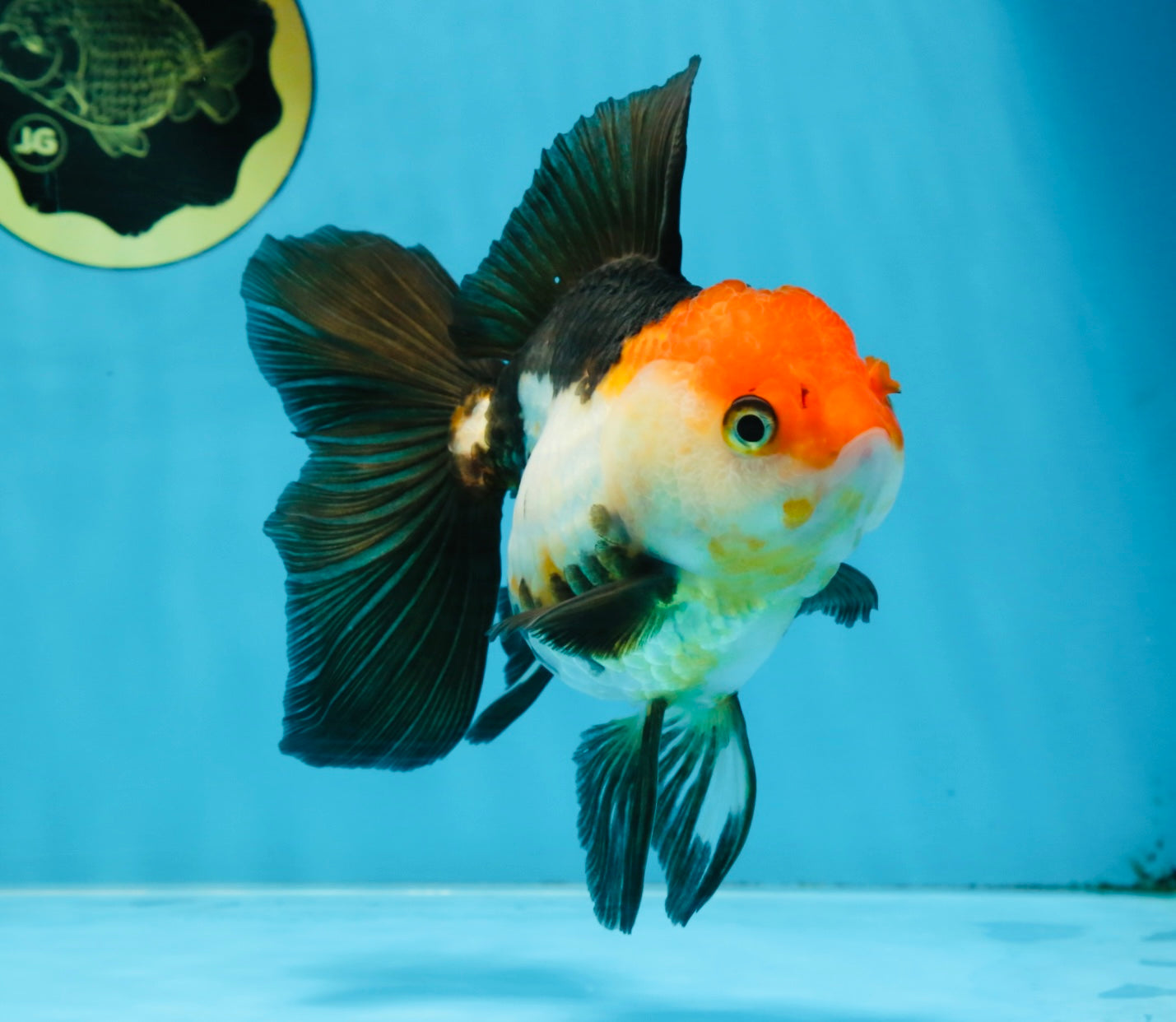 Tricolor Oranda Female 5.5 inches #100325OR_14