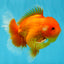 CHUBBY A Grade Red White Oranda Male 5-5.5 inches #040326OR_19