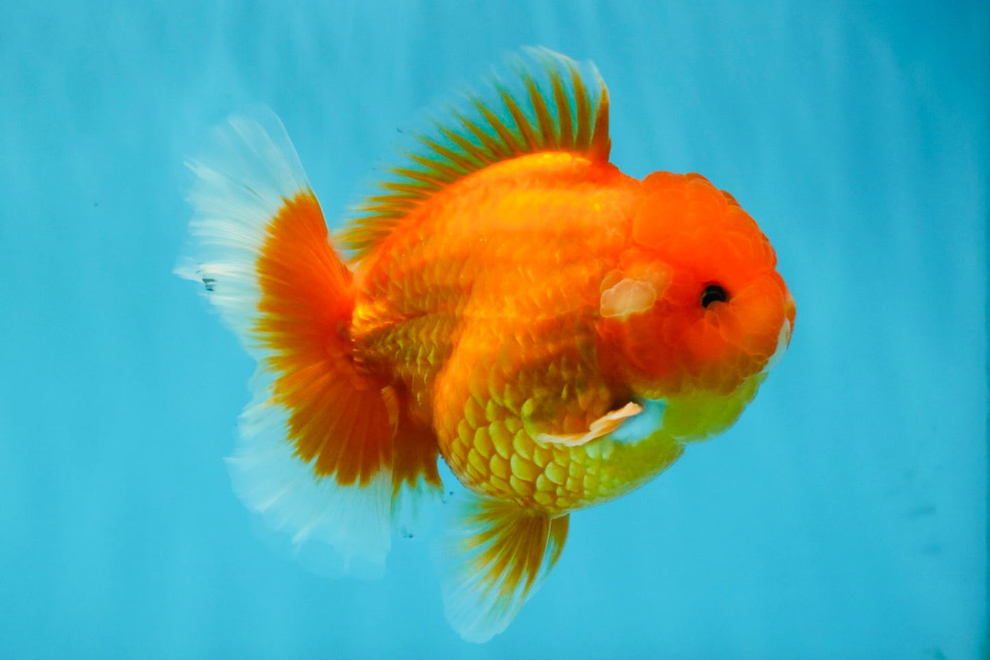 CHUBBY A Grade Red White Oranda Male 5-5.5 inches #040326OR_19