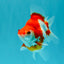 A Grade Red White Ryukin Female 4 inches #050126RK_04