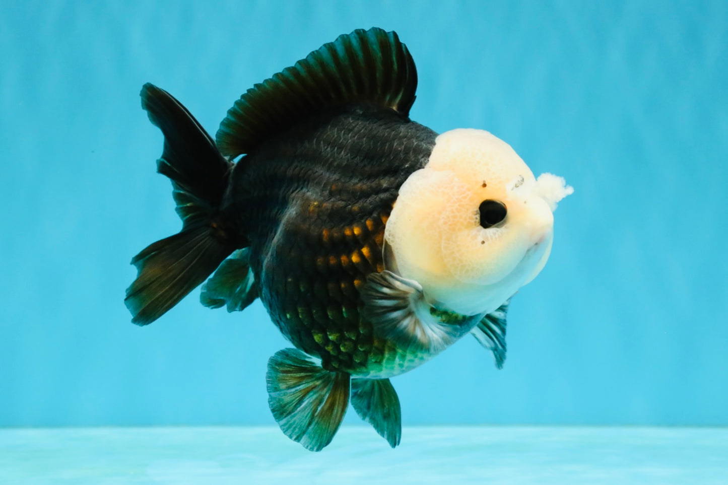 Pompom Panda Button Eyes Yuanbao Male 5-5.5 inches #040326YB_04