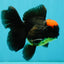 A Grade Tricolor Red Head Oranda Male 5-5.5 inches #041726OR_10