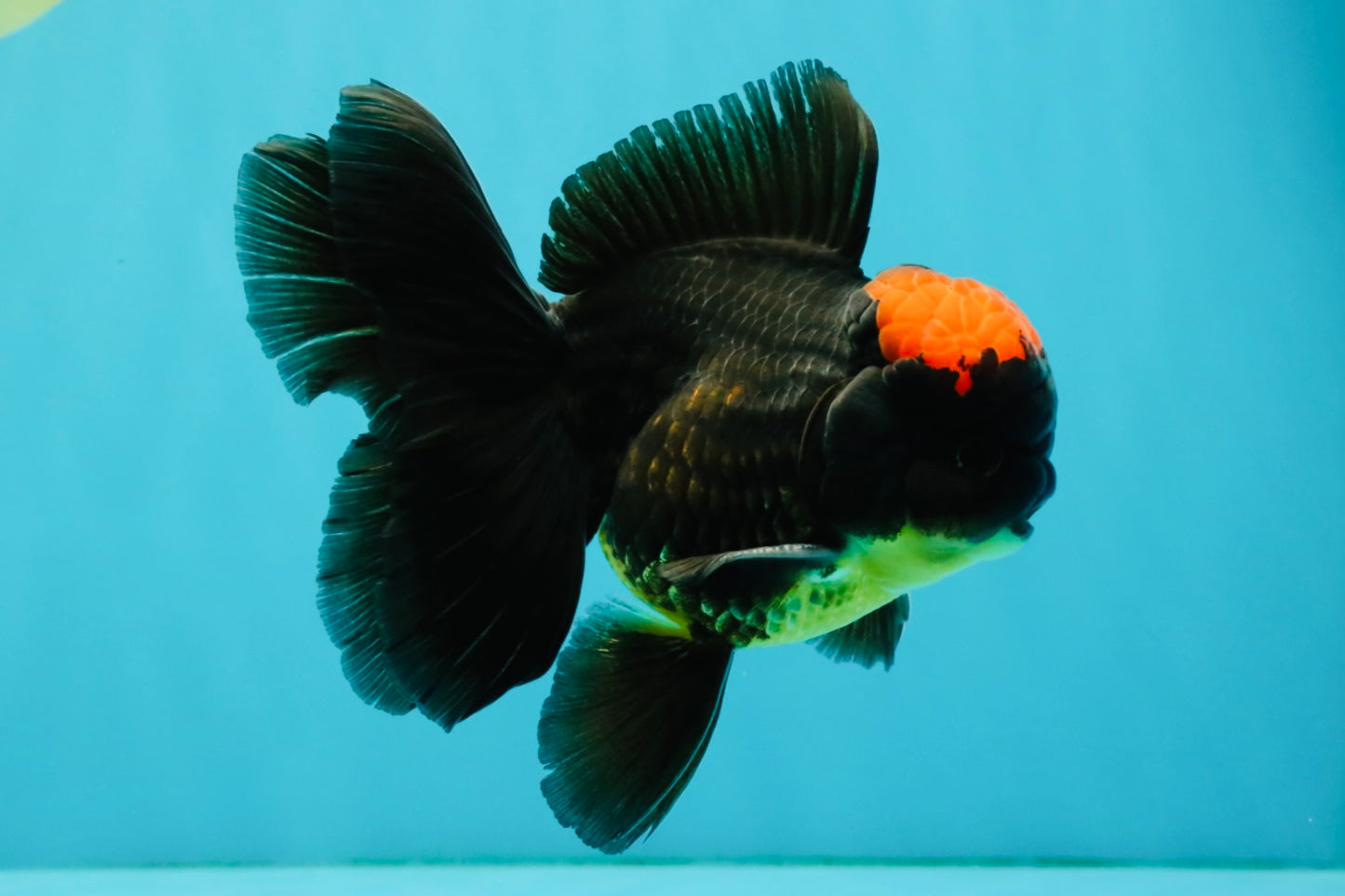 A Grade Tricolor Red Head Oranda Male 5-5.5 inches #041726OR_10