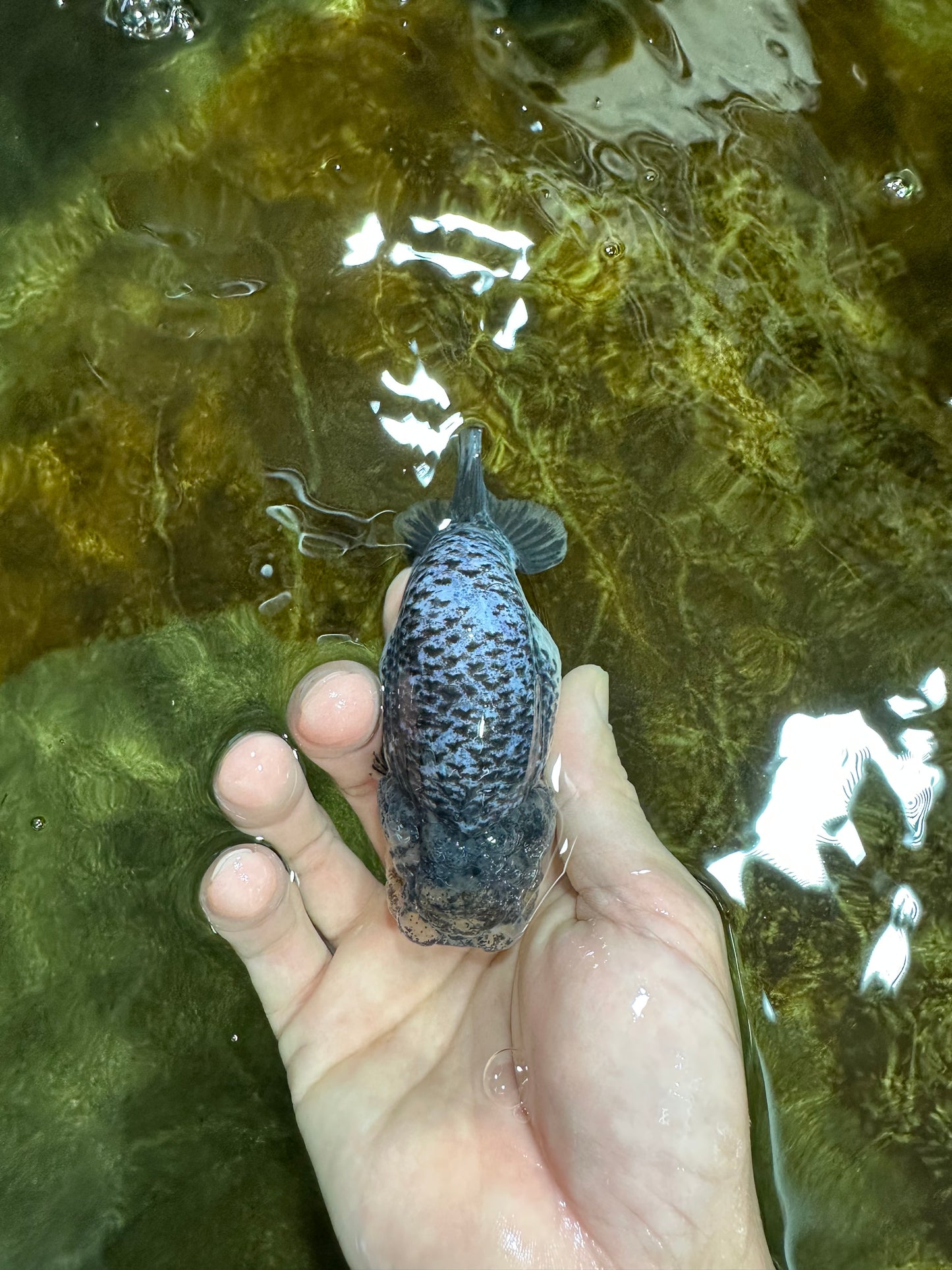 A Grade Beautiful Kirin Female LionQueen 4 inches #060625LC_03