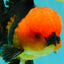 A Grade Apache Oranda Male 5.5 inches #102326OR_15
