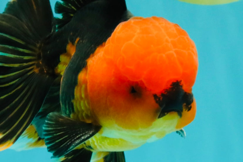 A Grade Apache Oranda Male 5.5 inches #102326OR_15