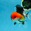 A Grade Tricolor Button Eyes Oranda Male 5 inches #080825OR_07
