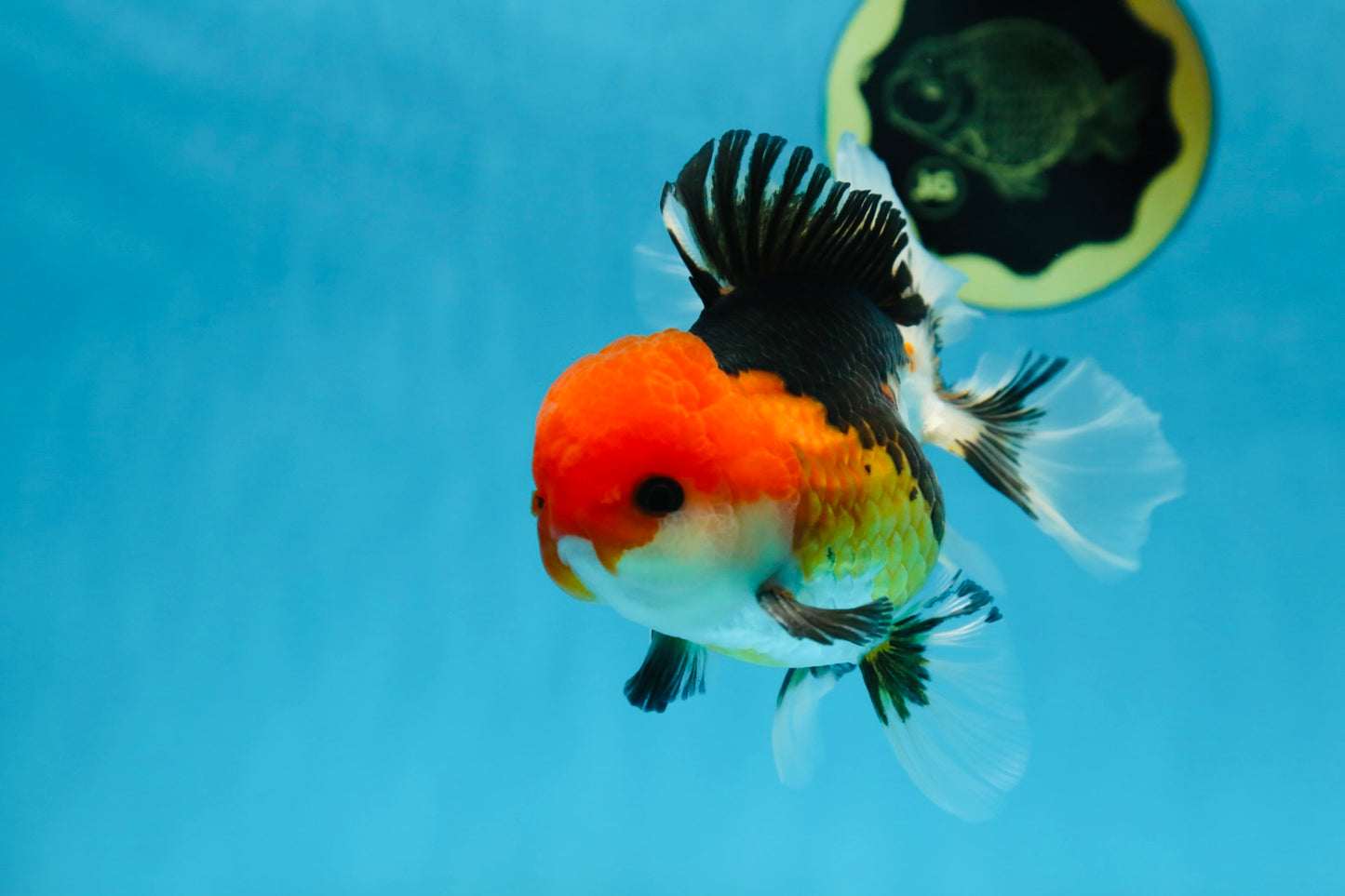 A Grade Tricolor Button Eyes Oranda Male 5 inches #080825OR_07