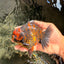 AAA Grade Tiger Yuanbao Male 5 inches #061926YB_35