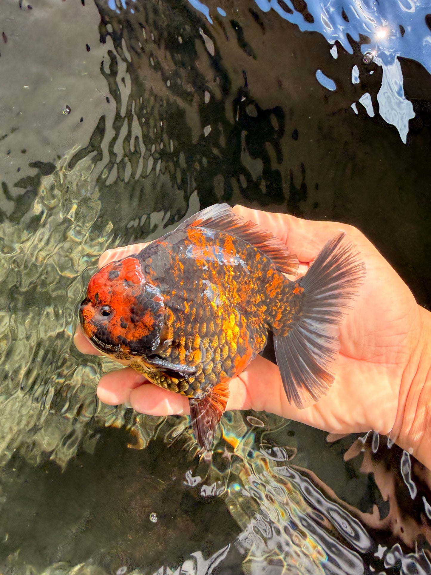 AAA Grade Tiger Yuanbao Male 5 inches #061926YB_35
