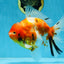 A Grade FANCY Sakura Oranda Male 6 inches #072525OR_16