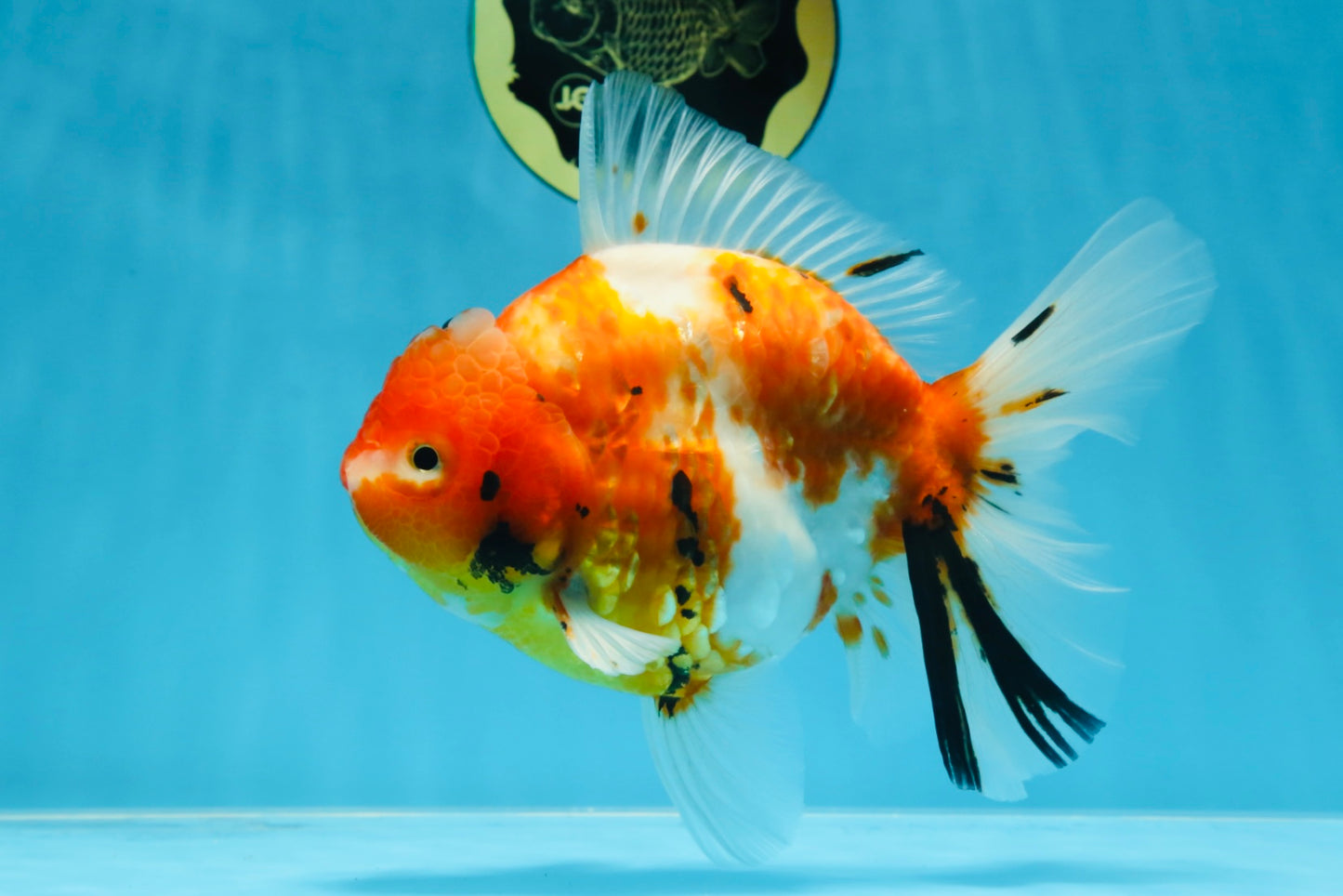 A Grade FANCY Sakura Oranda Male 6 inches #072525OR_16