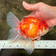 A Grade Red White Oranda Male 6-6.5 inches #100926OR_25