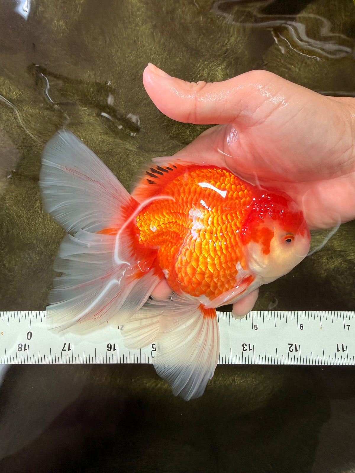 A Grade Red White Oranda Male 6-6.5 inches #100926OR_25