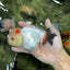 Tricolor Pompom Red Nose Oranda Female 5.5 inches #111524OR_17