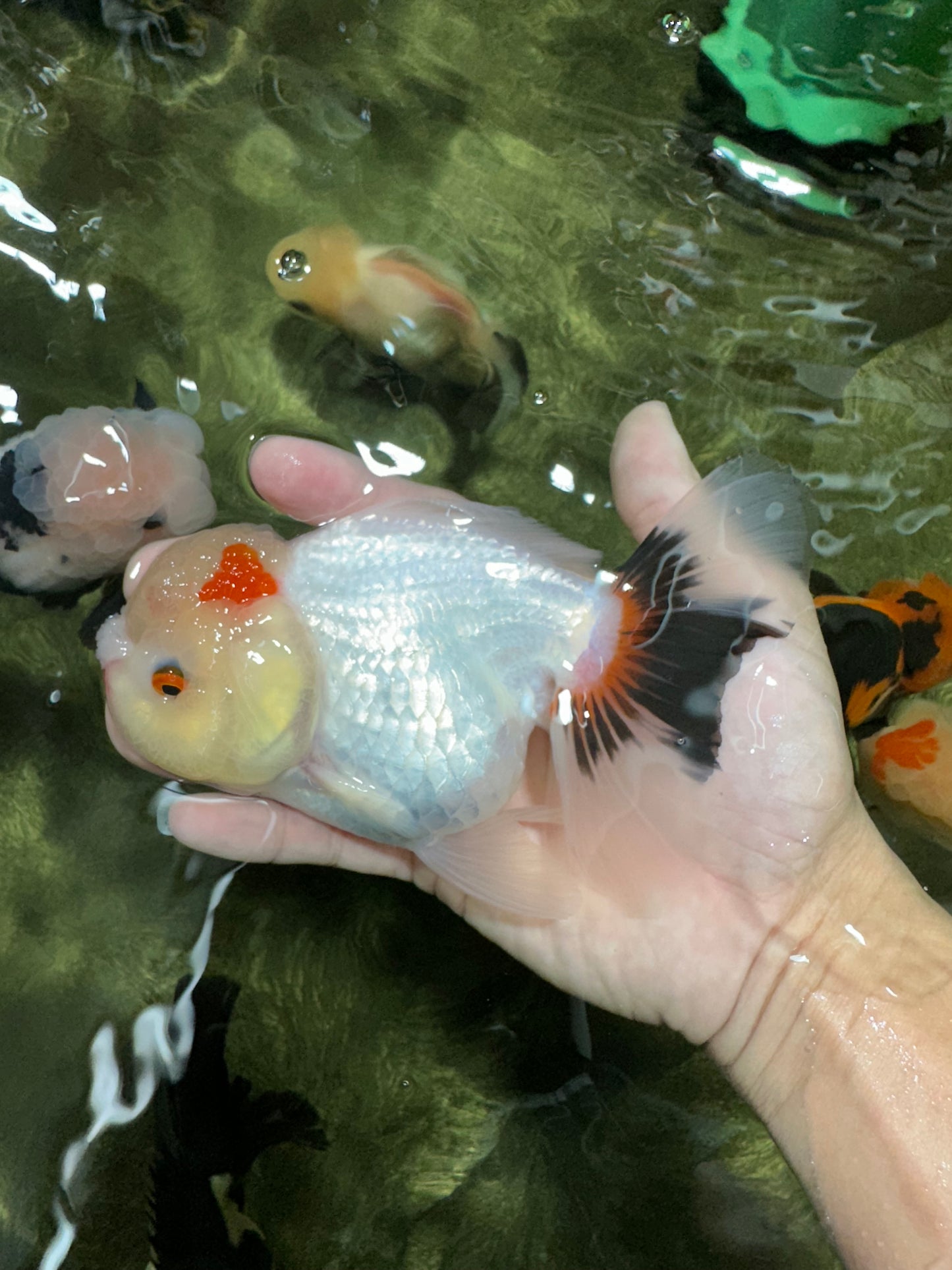 Tricolor Pompom Red Nose Oranda Female 5.5 inches #111524OR_17