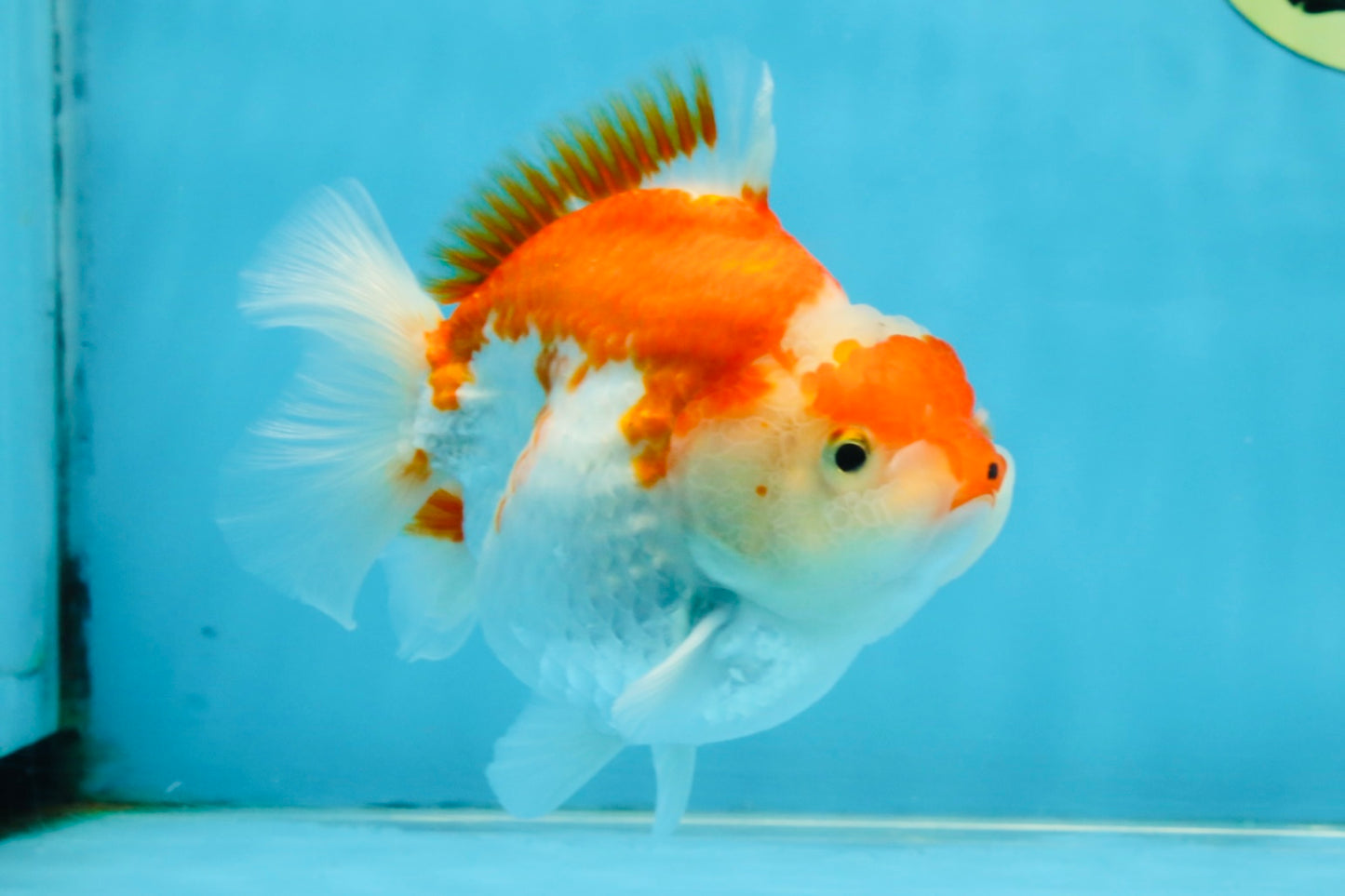 BIG WEN A Grade Red White Yuanbao Female 5 inches #112825YB_16