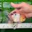 AAA Grade Tricolor Oranda Male 4.5-5 inches #0830OR_18