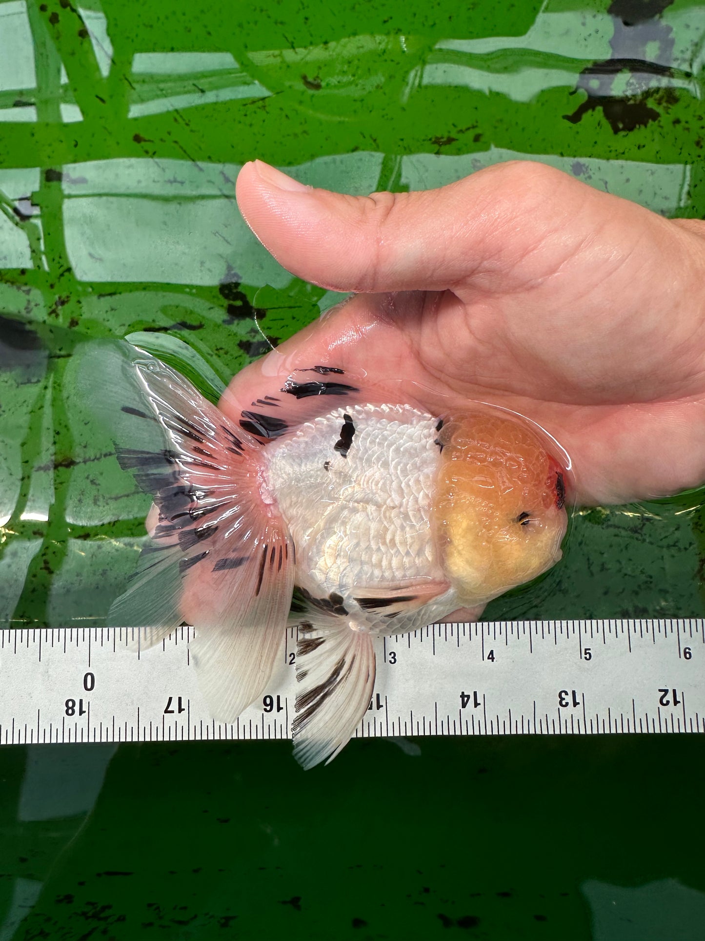 AAA Grade Tricolor Oranda Male 4.5-5 inches #0830OR_18