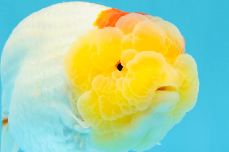 A Grade Red White LionQueen 4.5 inches #022026LC_15