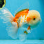 SUPER CUTE AAA Grade Red White Oranda Male 6 inches #082225OR_08