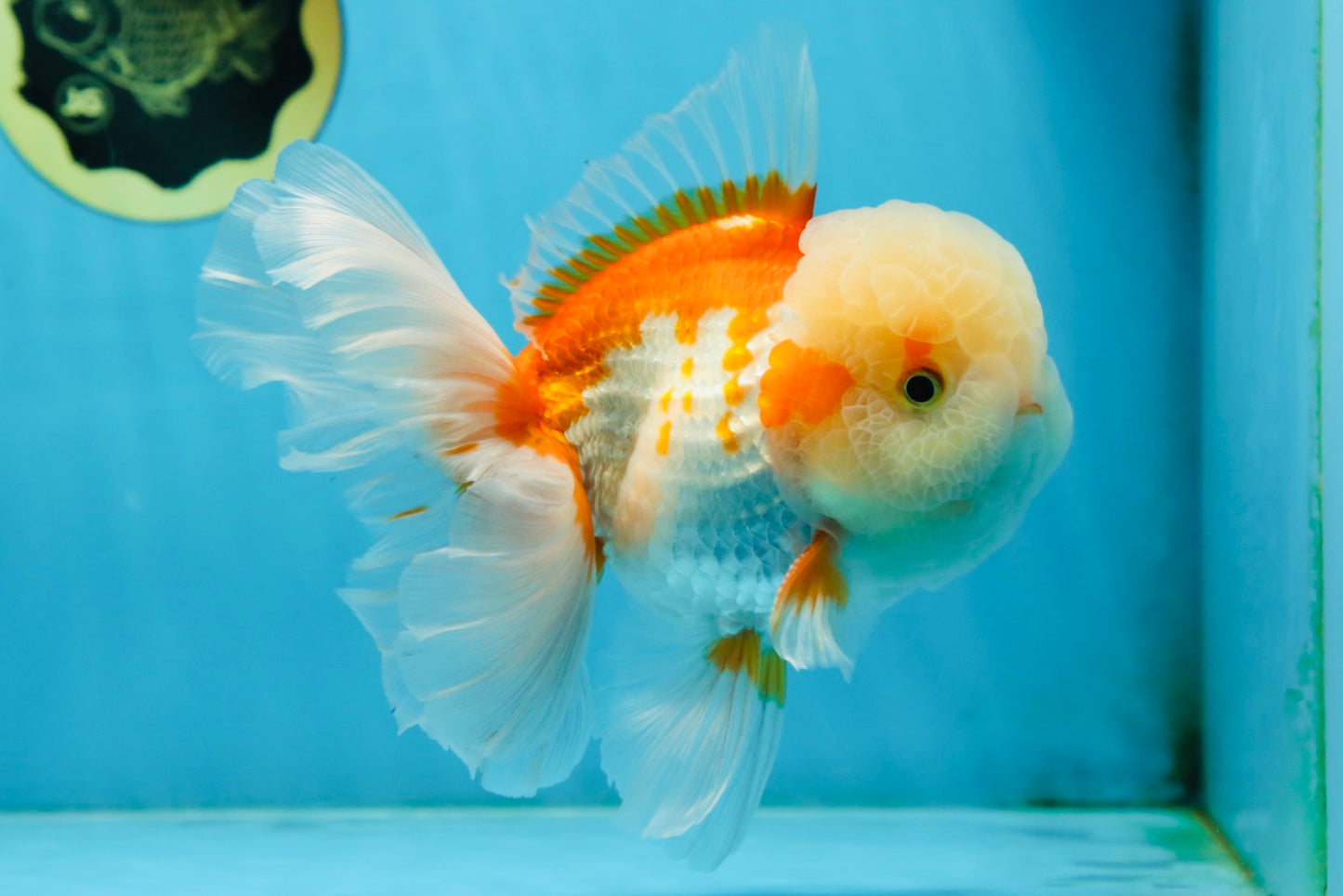 SUPER CUTE AAA Grade Red White Oranda Male 6 inches #082225OR_08