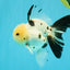 A Grade Panda Oranda Male 5.5 inches #030626OR_23