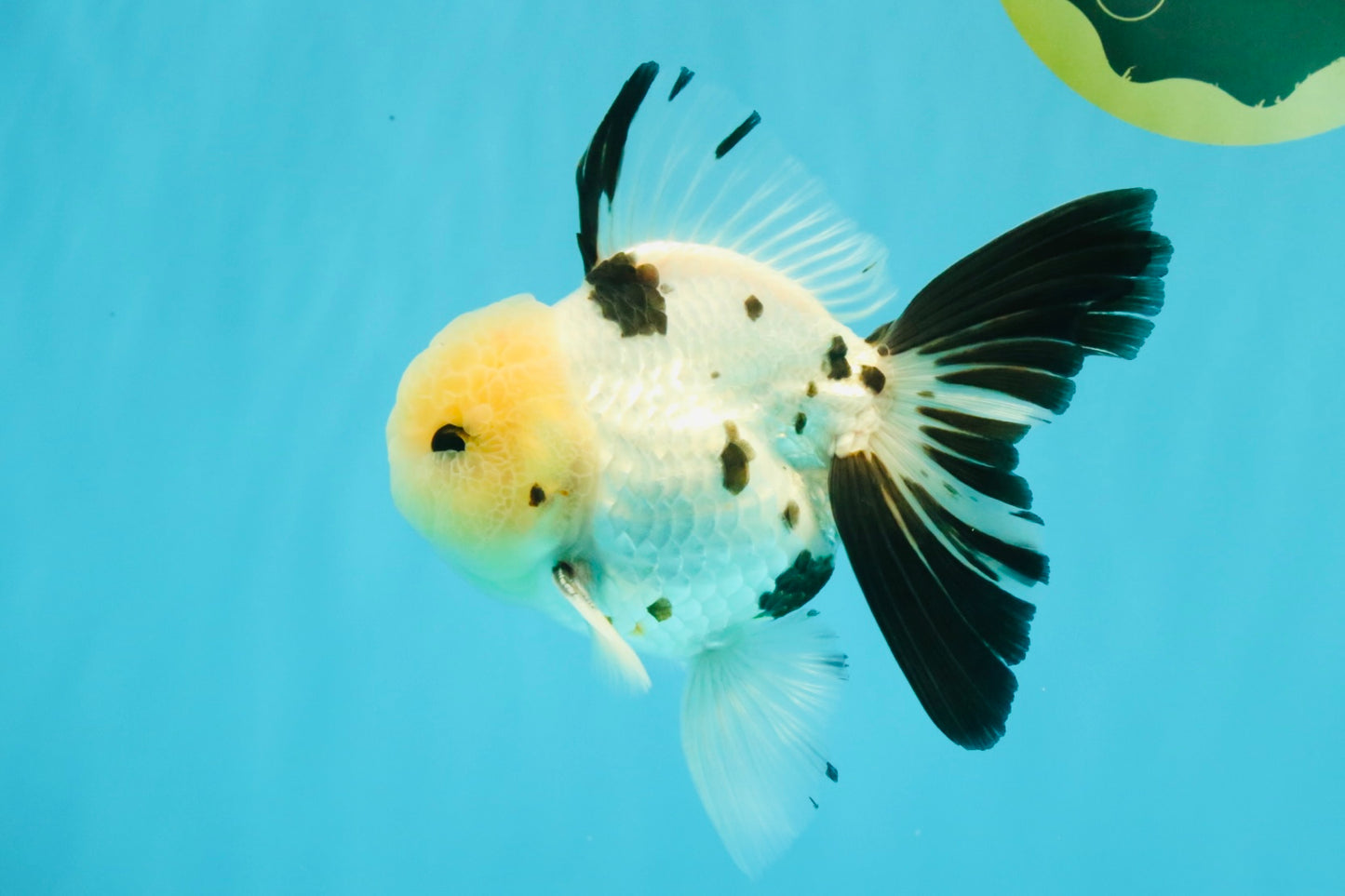 A Grade Panda Oranda Male 5.5 inches #030626OR_23