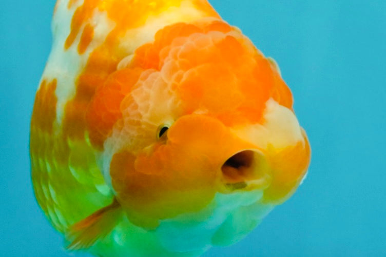 Chinese Sakura Ranchu Female 5-5.5 inches #031326RC_12