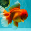 AAA Grade Super Jumbo Red White  Oranda Male 8-8.5 inches #062626OR_04