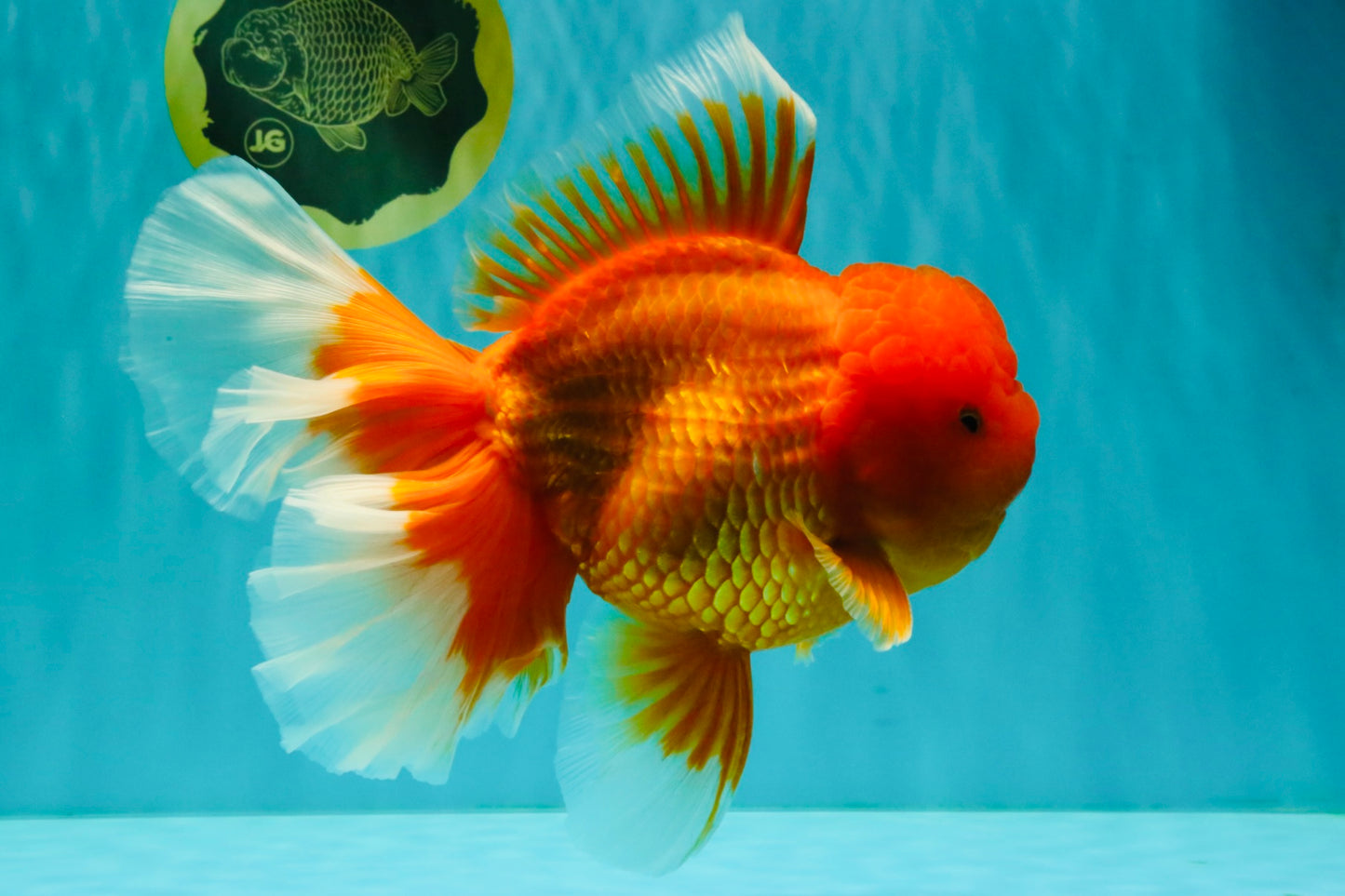 AAA Grade Super Jumbo Red White  Oranda Male 8-8.5 inches #062626OR_04