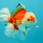 A Grade Red White Oranda Male 6 inches #041726OR_20