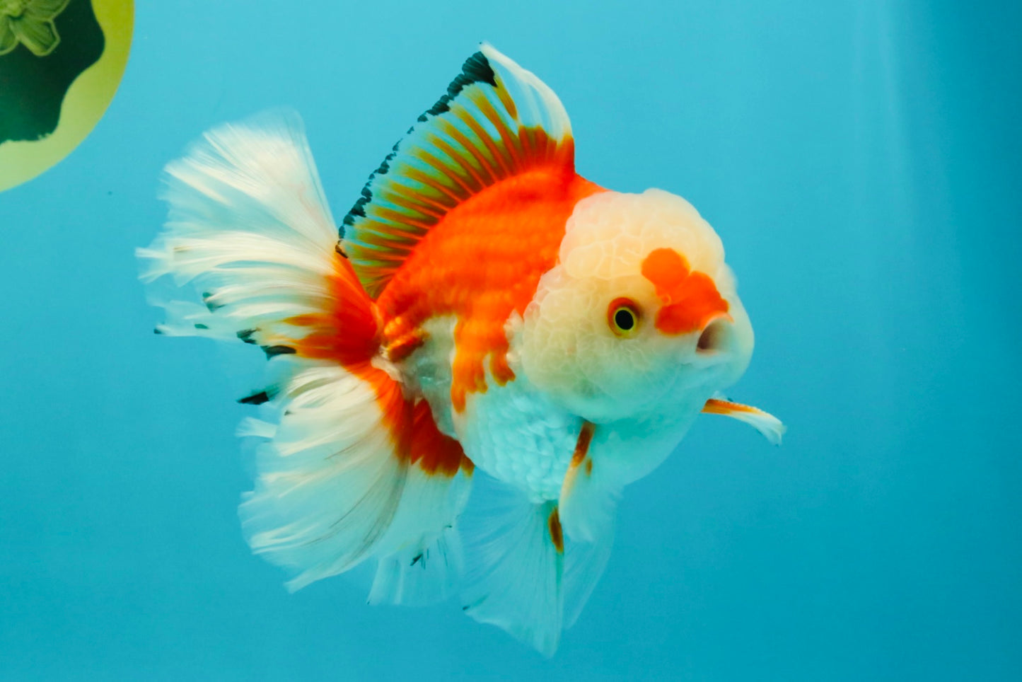 A Grade Red White Oranda Male 6 inches #041726OR_20