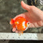 A Grade Red White Ryukin Female 3.5-4 inches #041726RK_02