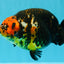 A Grade Jumbo Red Head Calico Chinese Ranchu Female 6.5-7 inches #022726RC_19