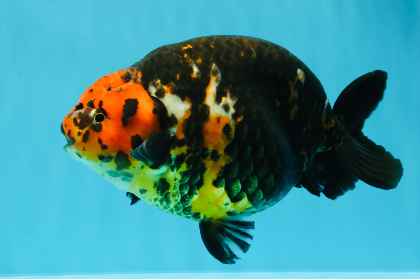 A Grade Jumbo Red Head Calico Chinese Ranchu Female 6.5-7 inches #022726RC_19