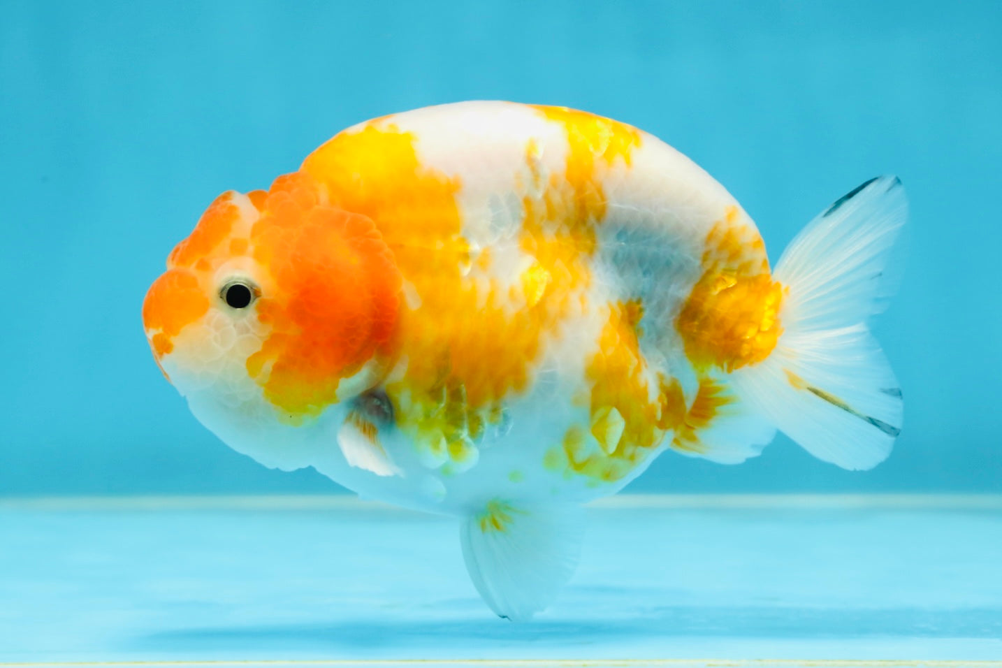 A Grade Sakura LionKing 4.5 inches #052325LC_13